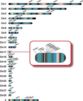 Evolution and expression of the duck TRIM gene repertoire